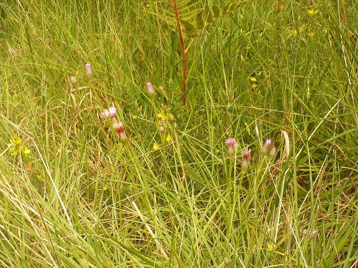 Serratula tinctoria subsp. seoanei (Asteraceae)
